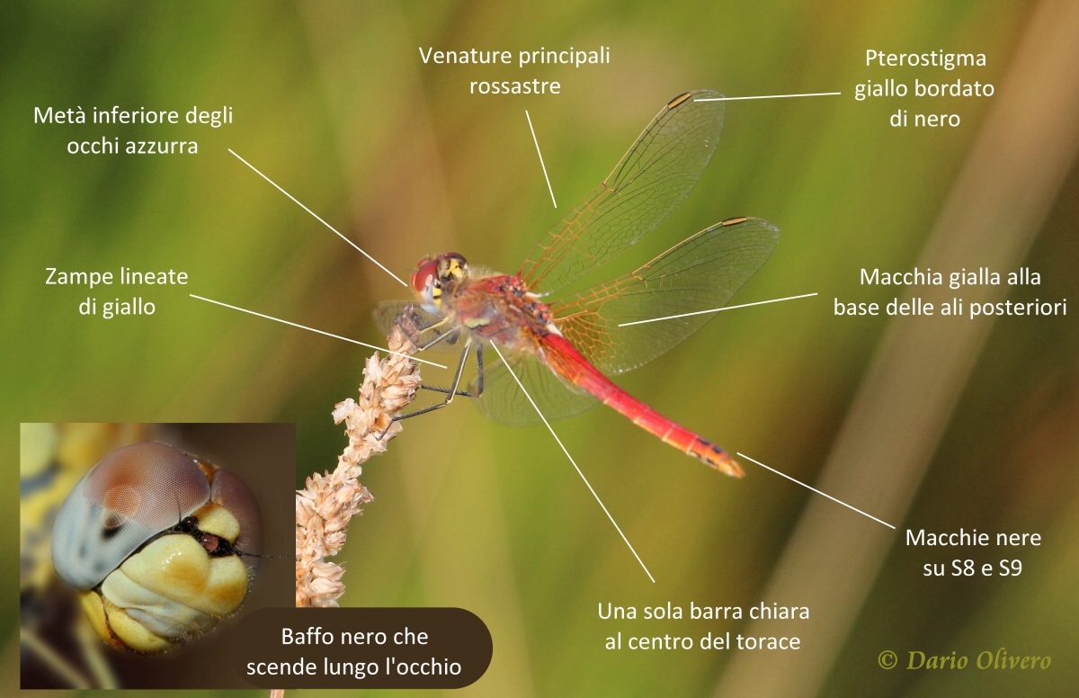 Scheda: Sympetrum fonscolombii